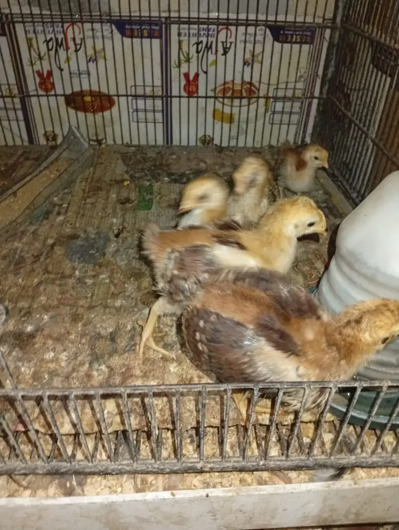 RIR Heritage & Commercial Chicks & Futile Eggs — photo 4