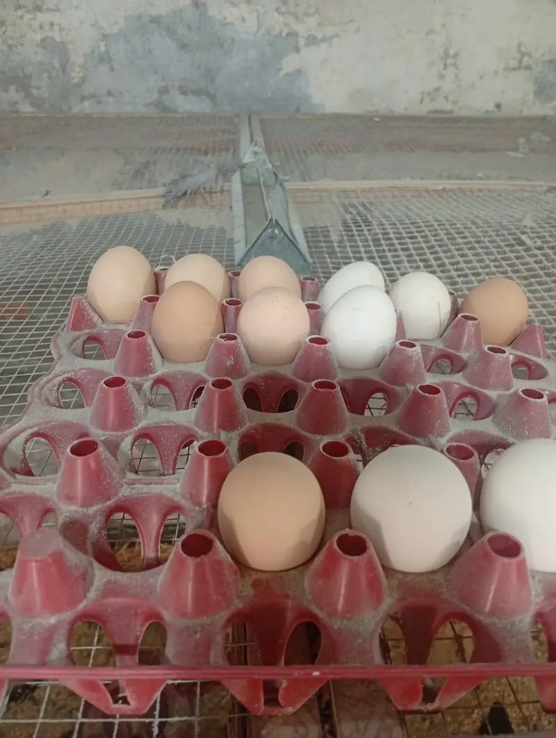 RIR Heritage & Commercial Chicks & Futile Eggs — photo 5