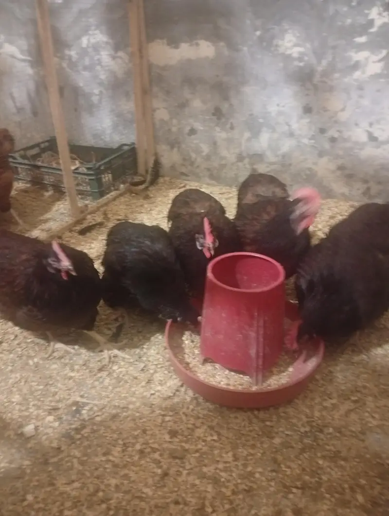 RIR Heritage & Commercial Chicks & Futile Eggs — photo 6