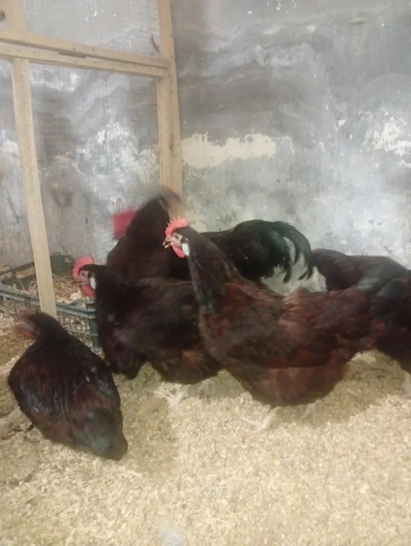 RIR Heritage & Commercial Chicks & Futile Eggs — photo 7