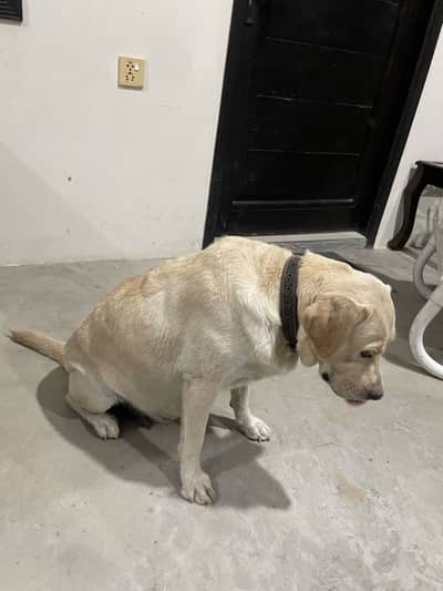 BRITISH LABRADOR RETRIEVER