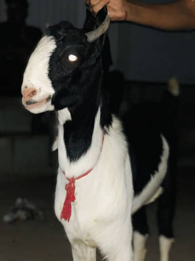 2 beautiful bakra for sale …