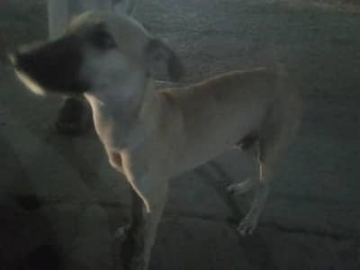 boxer dog hn