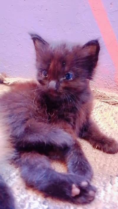 Persian kitten