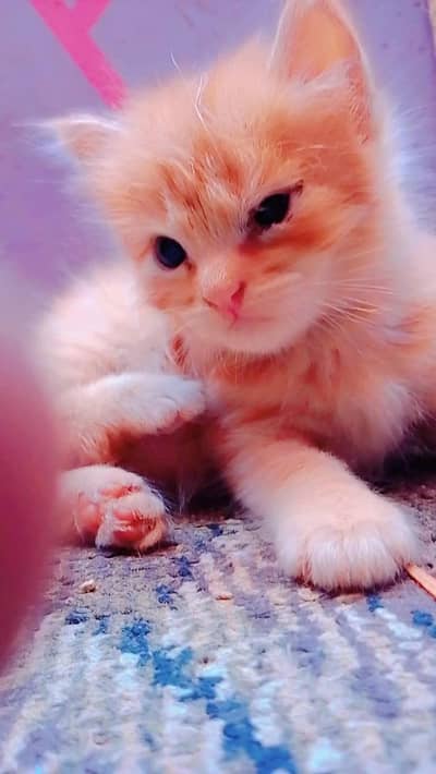 Persian kitten