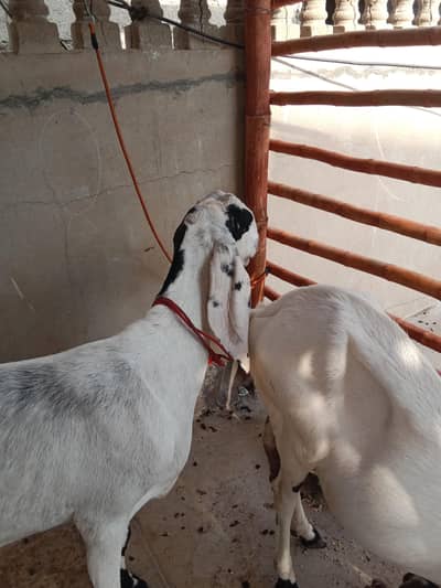 Panjab breed