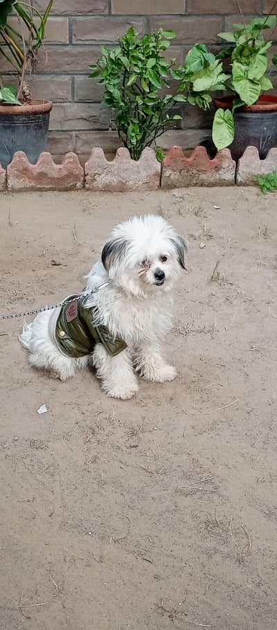 Cute Shitzu Poodle Puppy available at best price!