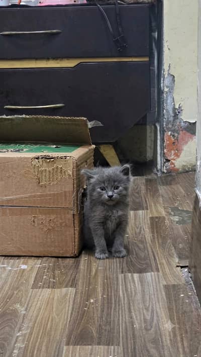 Fluffy Grey Kitten for Sale