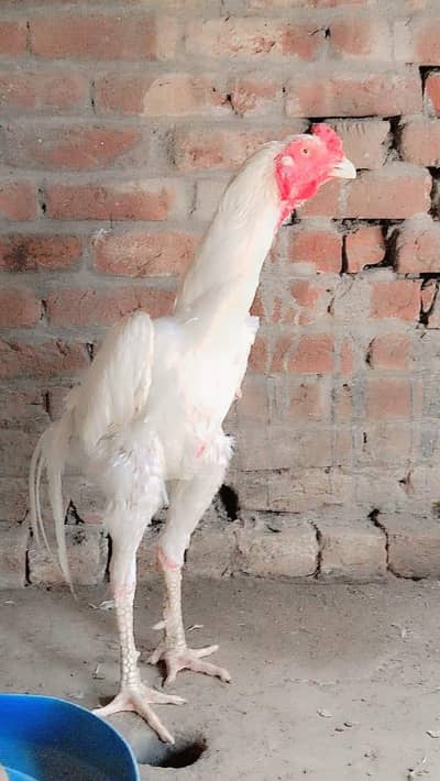 Shaamo Murga for Urgent sale +923079068469