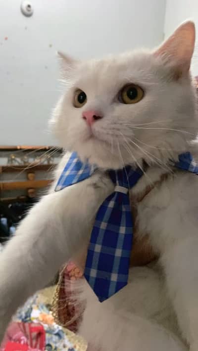 Cute White Persian Cat - Healthy & Friendly -29 With Dress & Cap - Ka