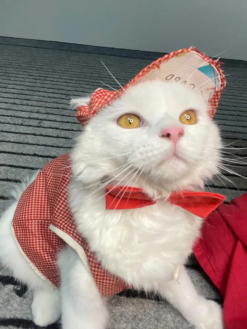 Cute White Persian Cat - Healthy & Friendly -29 With Dress & Cap - Ka — photo 2