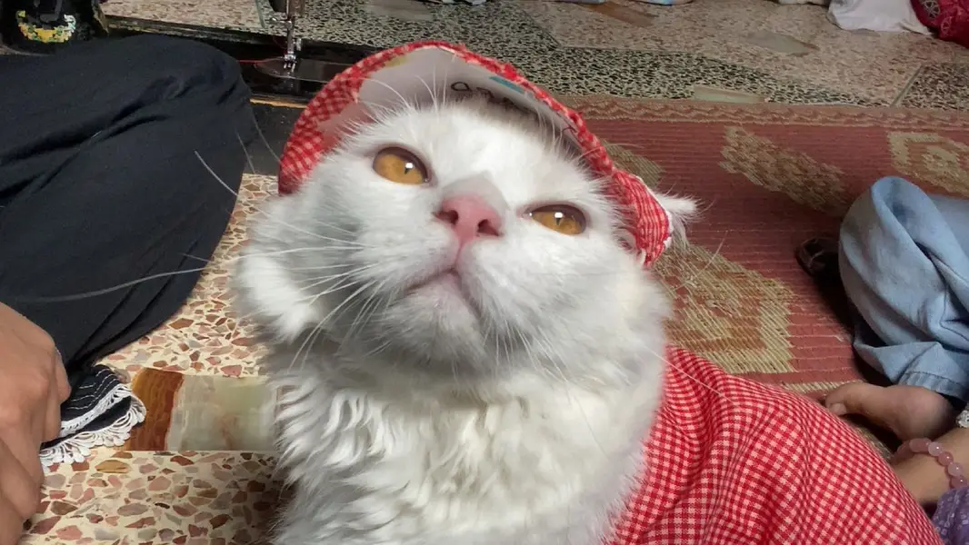 Cute White Persian Cat - Healthy & Friendly -29 With Dress & Cap - Ka — photo 3