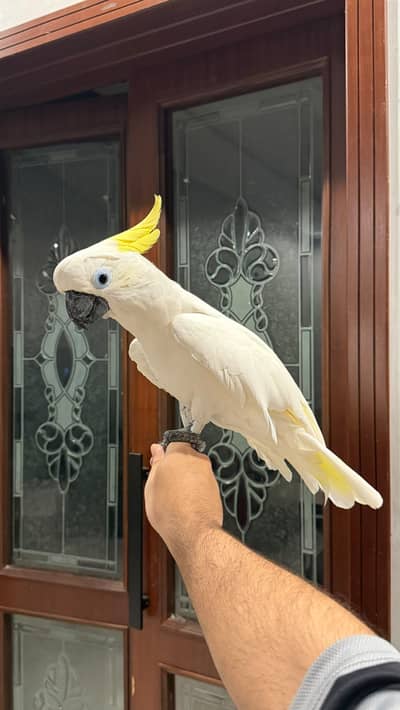 Beautiful Sulphur-Crested Cockatoo Parrot for Sale 