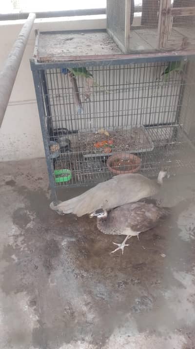 fawn color peacock for sale