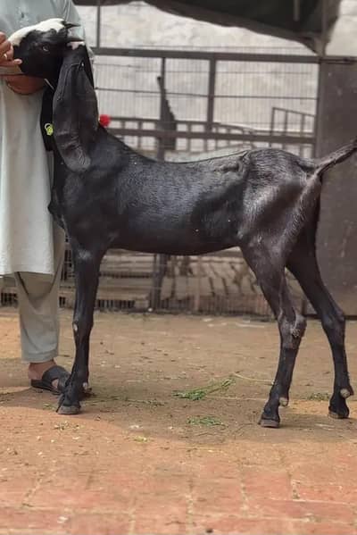 Black Beetal Nasal Ki Khoobsurat Path| 34 Inch Height |2 Dant | 95,000