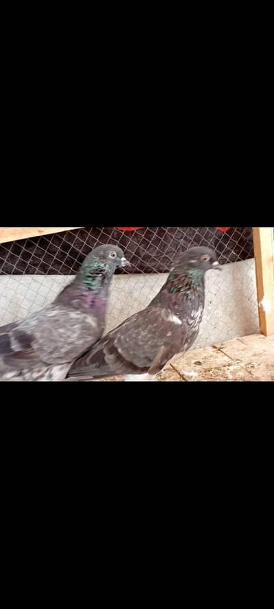 pure Chapray old breed high flyer pair  available /0325/44/122/15