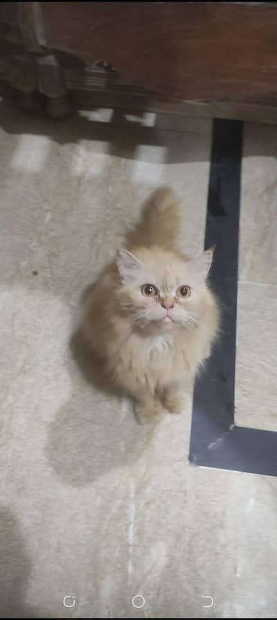 semi punch female for sale
