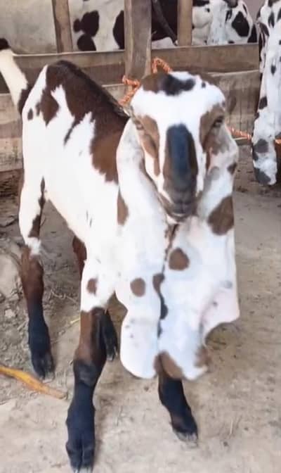 Bakri with breeder quality male kid