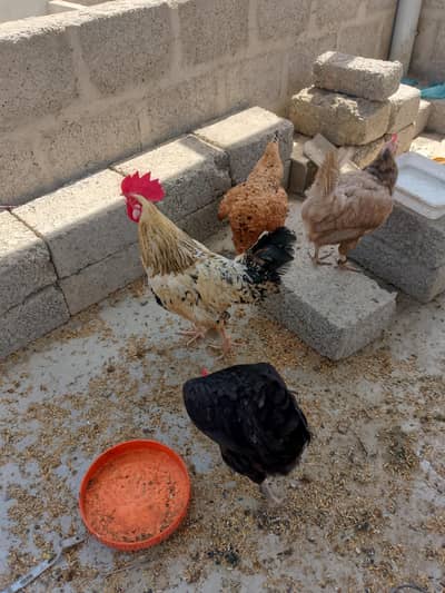 Golden misri 4 female 1 Male 1 Year Egg Laying Muhammad Nagar