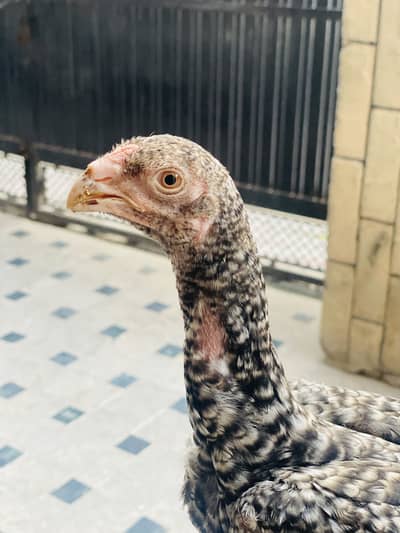 Parrot beak female
