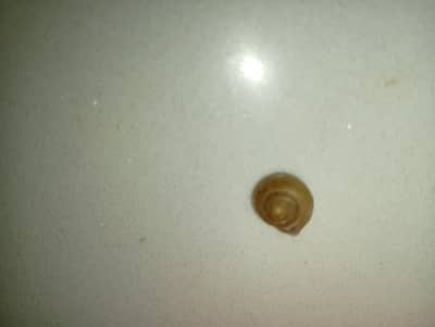 Live Land Snail for Sale  | Garden Snail