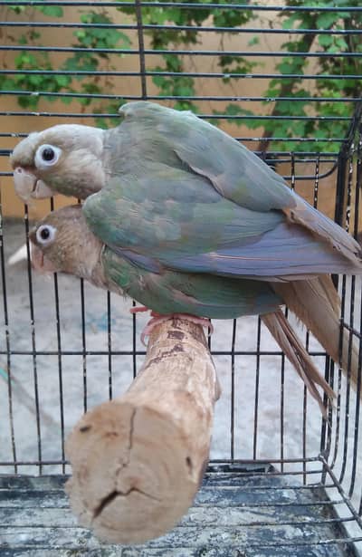 Blue Cinnamon Conure