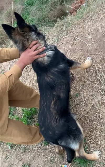 Belgian shepherd female urjent sale