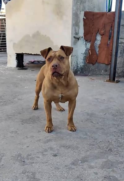 pitbull dog