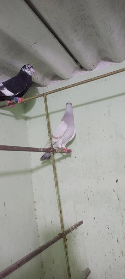 karbalai & Gola pigeon for sale
