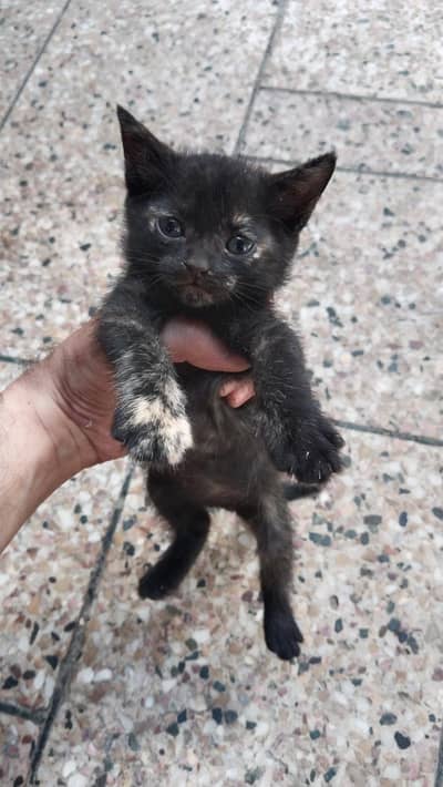 black cat