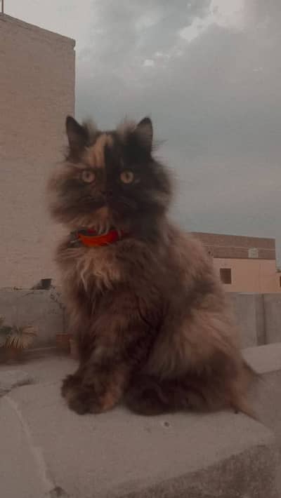 Persian Cat for Sale – Beautiful Chocolate Brown Color 