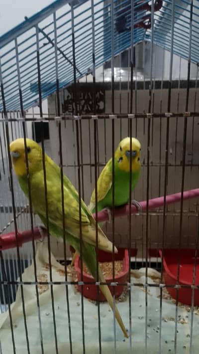 Australian parrot with cage