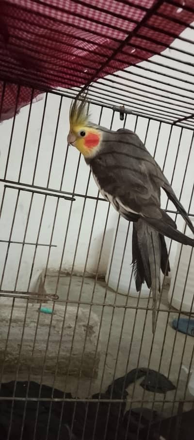 King Sized Coctail parrot + Cage + Nest box