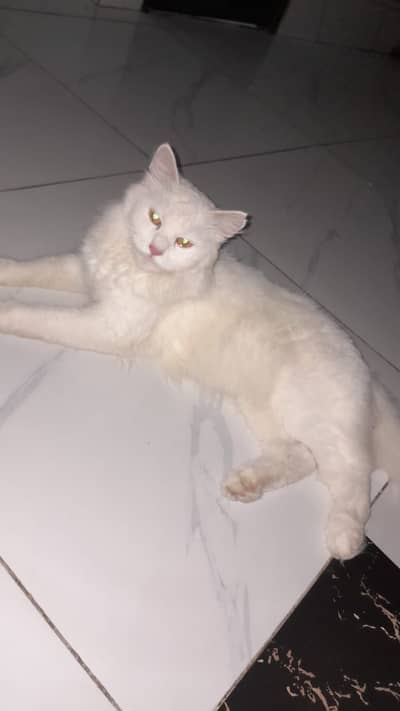 Presain cat