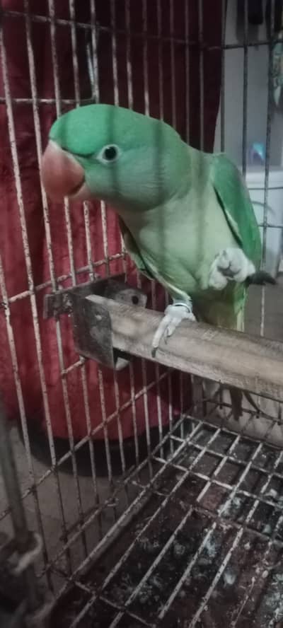 Talking Raw parrot 0341-2033001