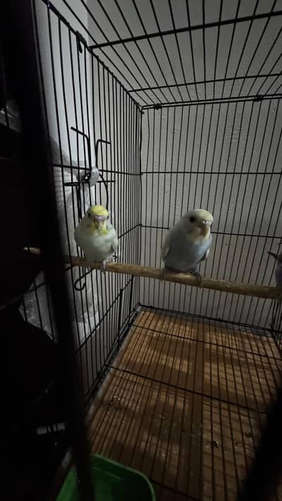creamino opaline pair and rainbow budgie