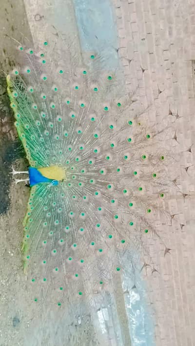 peacock breeder trio set ek Male two female