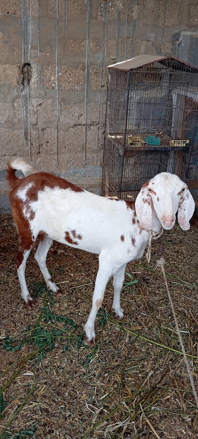 Bakri
