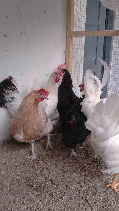 egg laying hens