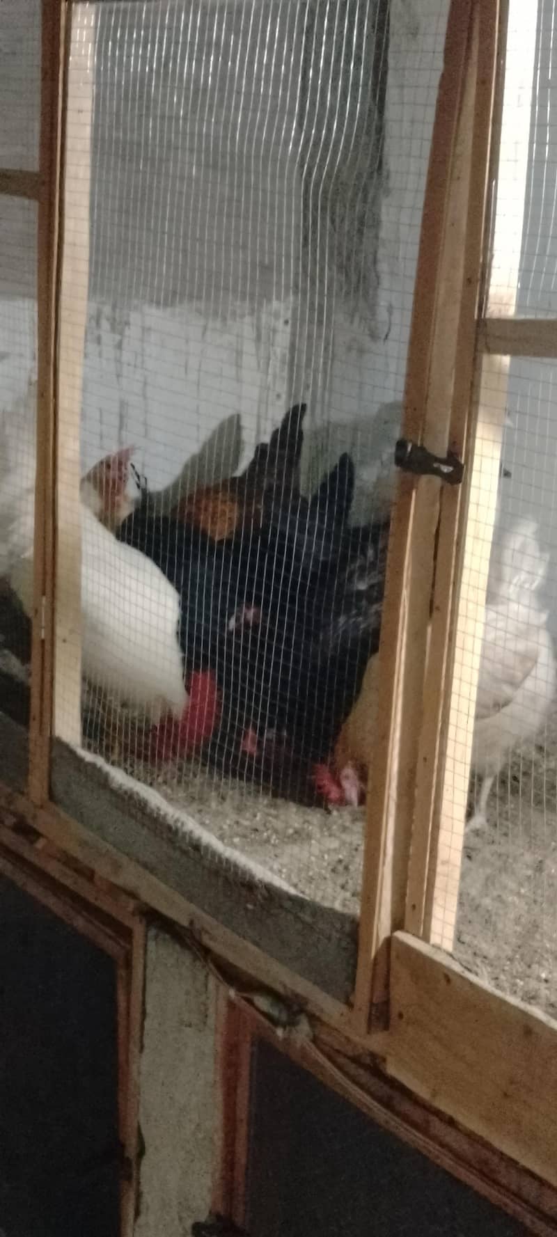 egg laying hens 1