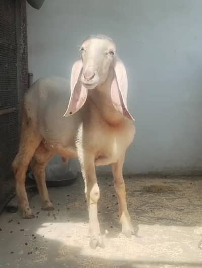Dumba For sale