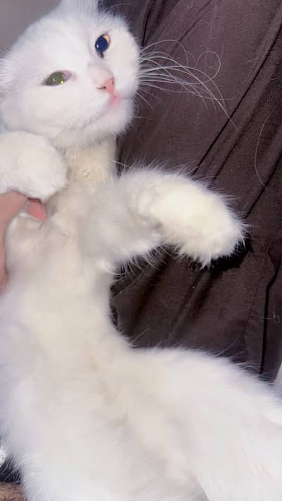 white Persian cat