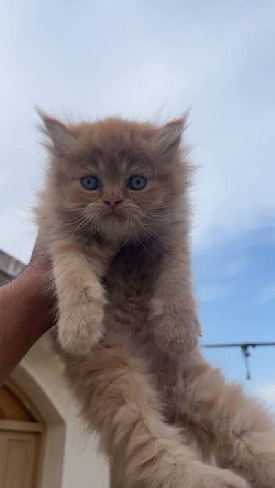 Ginger kitten with blue eyes for sale