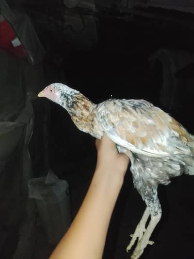 aseel murgi for sell