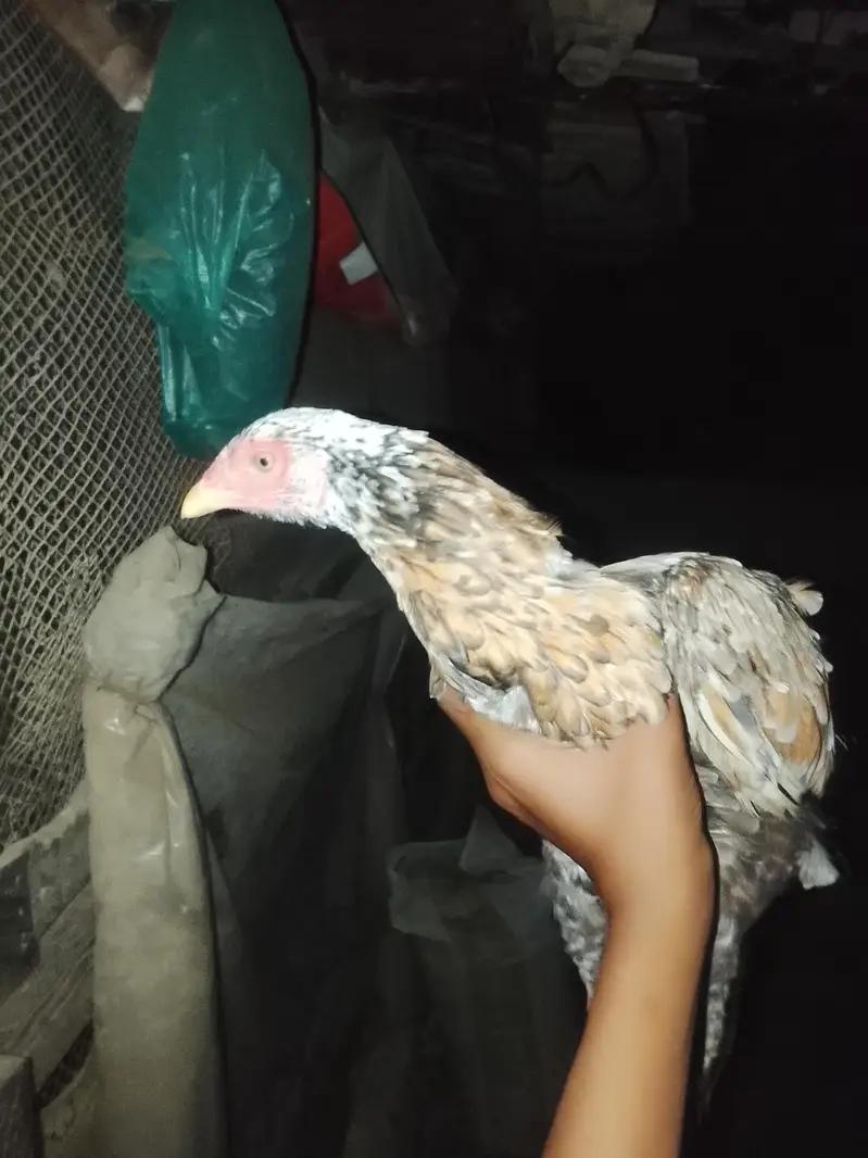 aseel murgi for sell — photo 2