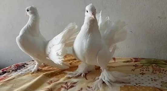 Indian laky