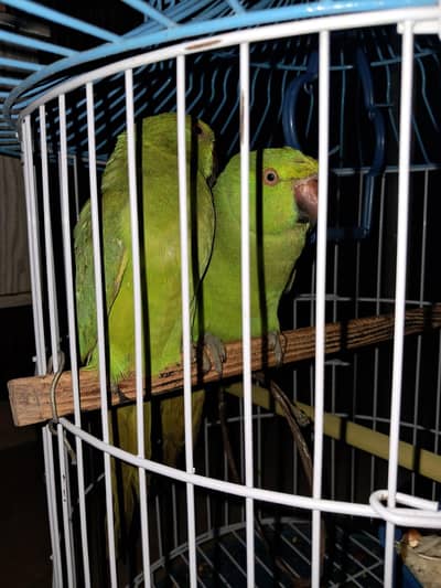 green porrot