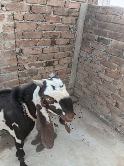 mashallah nagra Bakra badredar Bakra ha dasi 13 months age ha  2 dant