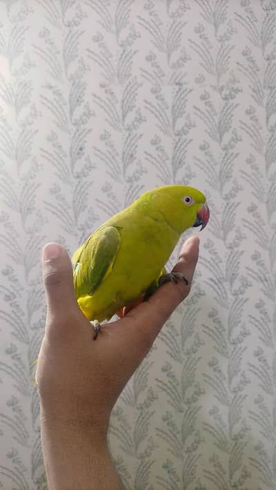 for sale