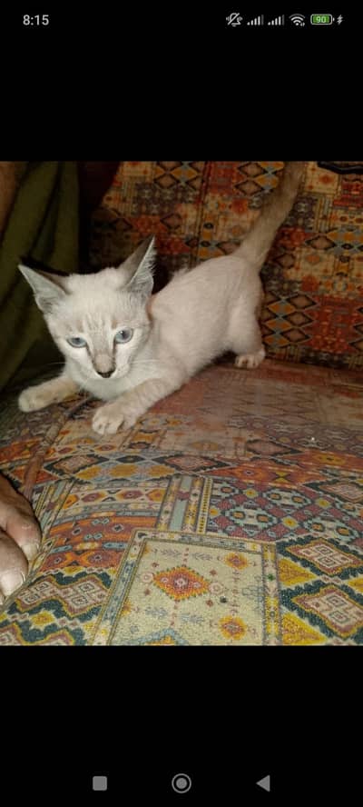 Blue eyes top quality